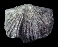 Platystrophia